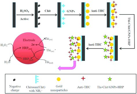 Schematic Illustration Of Thc Immunosensor Fabrication Procedures