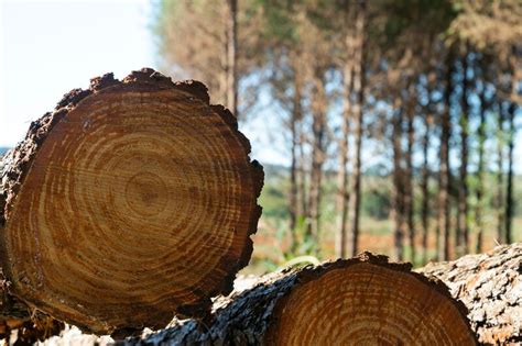 Grupo Acon Timber Anunci Inversiones En La Industria Maderera Y