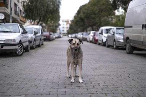 Cosa Significa Quando Un Cane Randagio Ti Segue Per Strada