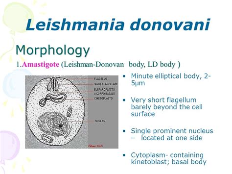 Leishmania Donovani Morphology