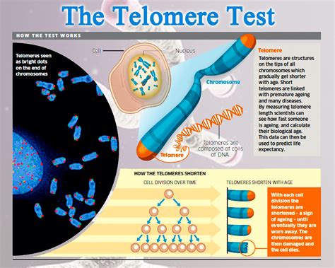 Buy Your Telomere Testing Kit Here Evidence Based Or Psuedo Science