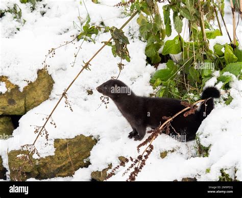 American Mink In The Snow Stock Photo Alamy