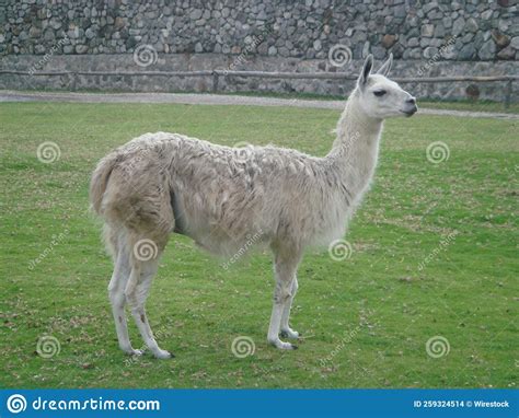 White Llama Standing On The Meadow Stock Photo Image Of Profile