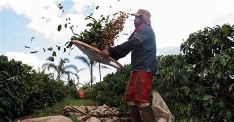 Minagricultura Destinó 114500 Millones A Créditos Para Apoyar A Productores