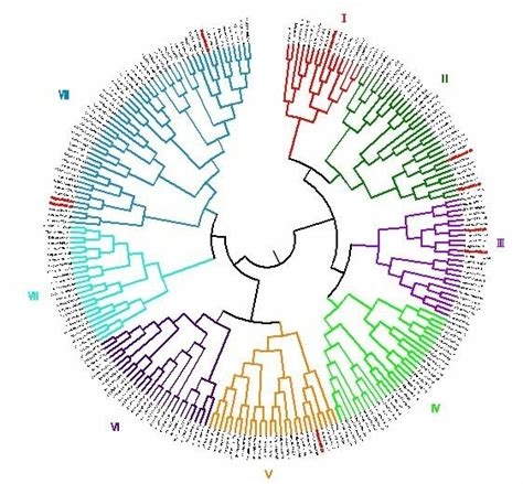 Expression Levels Of FBXL LRR RLK NBS LRR And Other LRR Subfamilies