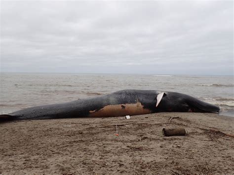 Dead Blue Whale Washes Ashore In Bolinas Monterey Herald