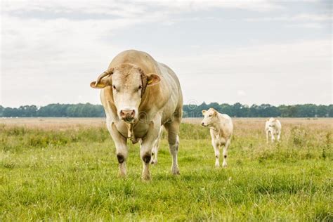 Blonde D Aquitaine Bull Stock Photo Image Of Aquitaine