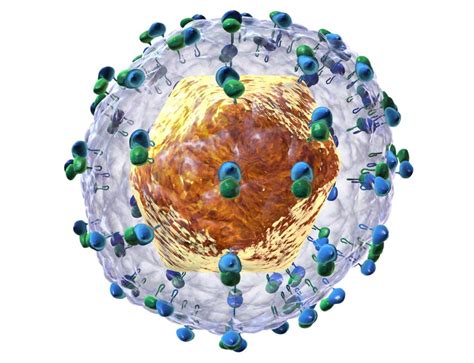 HCV - Medical Forum