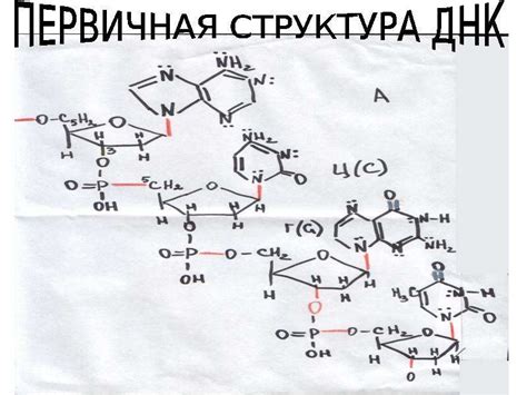 Строение ДНК - презентация, доклад, проект скачать