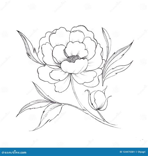 Peony. Black and White Ink Sketch. Stock Illustration - Illustration of outline, bouquet: 124475581