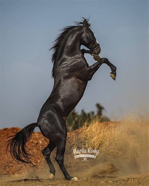 Maria Kooy On Instagram Marwari Stallion The Samrat Owner Bhanwarsa