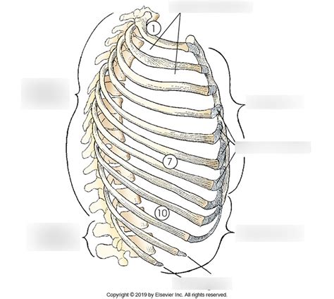 Lateral Aspect Of Bony Thorax Diagram Quizlet