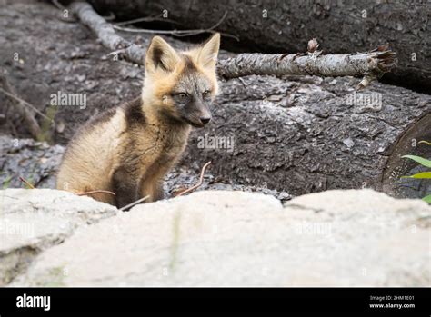 Cross Fox Kit In The Wild Stock Photo Alamy