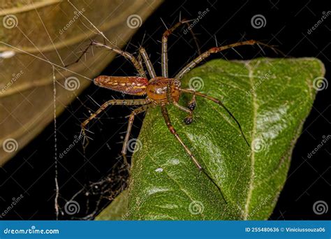 Adult Male Lynx Spider Stock Photo Image Of Insects 255480636