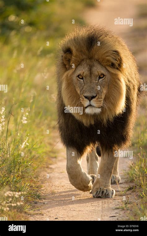 Big Male Lion Walking Antelope Park Zimbabwe Stock Photo Alamy