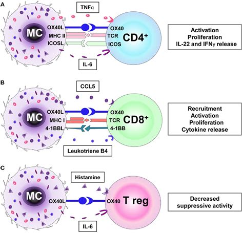 Frontiers Mast Cells As Regulators Of T Cell Responses