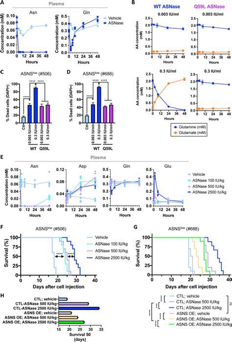 Tumoral Microenvironment Prevents De Novo Asparagine Biosynthesis In B