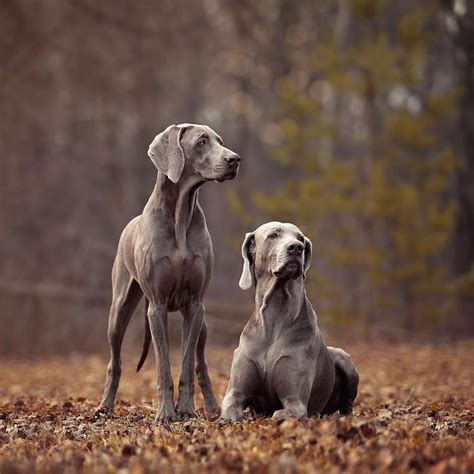 14 Interesting Facts About Weimaraners Weimaraner Puppies Lab Puppies