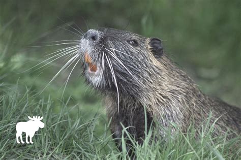 What Do Beavers Eat? — Forest Wildlife