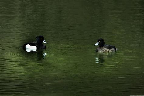 Fuligule Morillon Aythya Fuligula Tufted Duck Un H Te Flickr