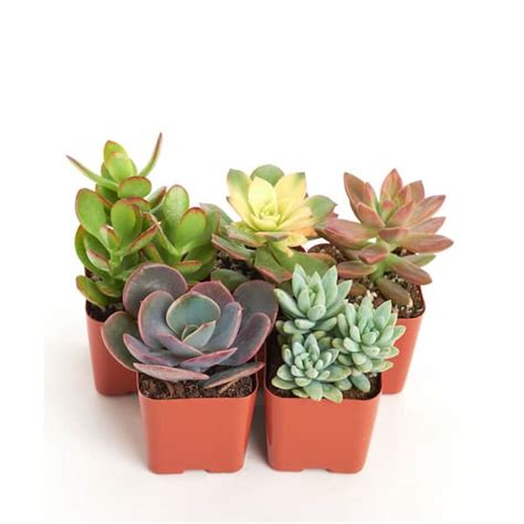 Shop Succulents Unique Mix Live Succulents In Soil Hand Selected