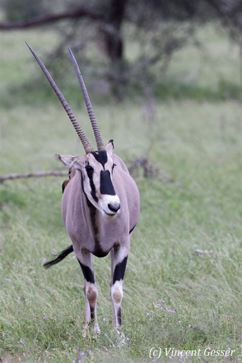 East African Oryx 001 Mg0291 Gesser Images And Photography