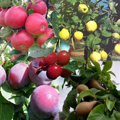 Buy Fruit Trees Online Usa At Nancydcrouch Blog