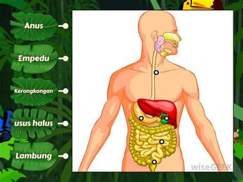 Organ Pencernaan Manusia Labelled Diagram