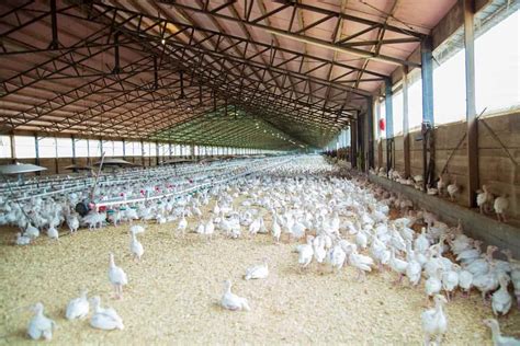 How To Start Poultry Farming In Haryana Atilla Biz