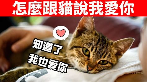 10種跟貓說“我愛你”的方法，用貓能理解的方式，讓貓知道你愛它！【貓咪行為學ep2】 Youtube