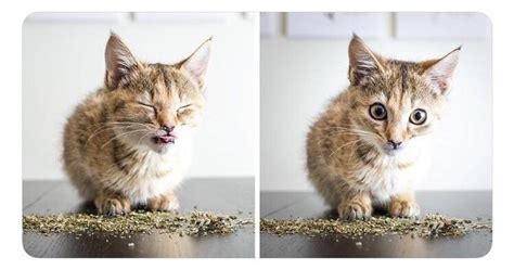 A kitten’s reaction to catnip : r/funny