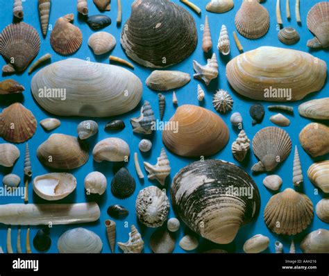 Sea otter with shell hi-res stock photography and images - Alamy