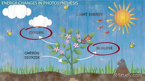 Respiration And Photosynthesis In Plants