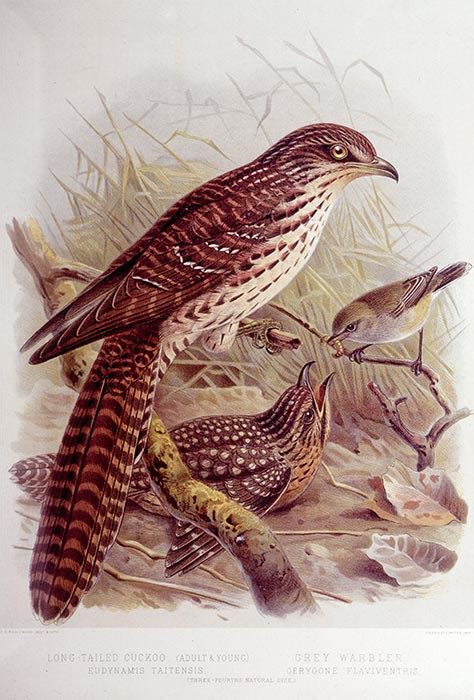 Long Tailed Cuckoo Small Forest Birds Te Ara Encyclopedia Of New