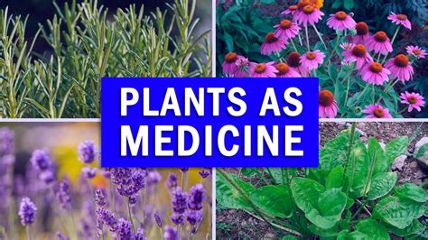 5 Powerful Medicinal Plants You Must Have At Home Sports Health