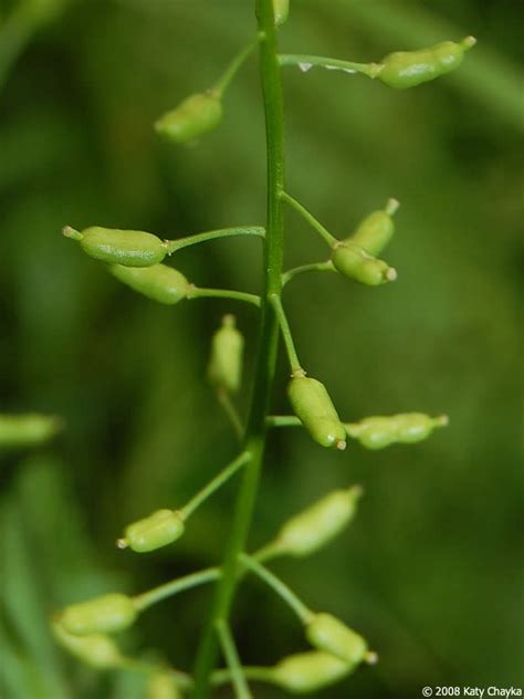 Rorippa Palustris Bog Yellow Cress Minnesota Wildflowers