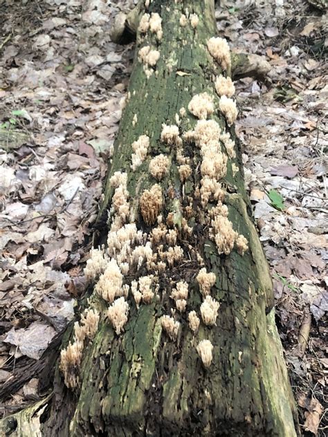 Mushrooms Bracket Fungi Puffballs And Allies In July 2021 By