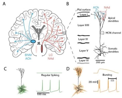 Adrenergic And Cholinergic Neuromodulation Target Nonlinear Layer V