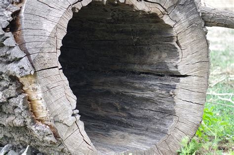 Hollow Log Wood A Free Photo On Pixabay Pixabay