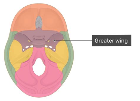 Sphenoid bone: anatomy, parts and labeled diagram | GetBodySmart