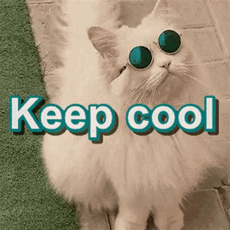 Keep Cool Cool Cat  Keepcool Coolcat Sunglassescat Discover