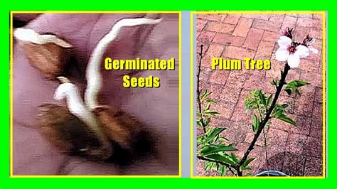 How To Grow A Plum Tree From Seed Growing Plums From Seeds Or Pits