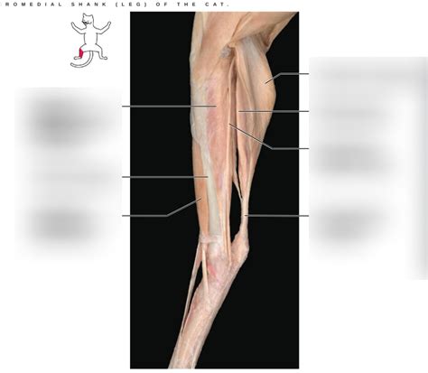 Cat Lower Leg Anatomy Diagram Quizlet