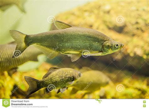 Aquarium Fish Close Up Picture Stock Photo Image Of Coral Life 75152604