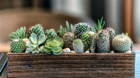 5 especies de cactus y suculentas fáciles de cuidar El Colectivo