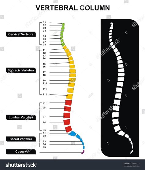 Vektor Stok Vector Vertebral Column Spine Diagram Including Tanpa