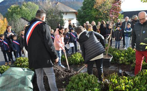 Sillingy Larbre De La Paix A T Plant Par Les Jeunes Du Cmj