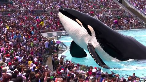 Biggest Orca Whale In The World Of All Time Youtube