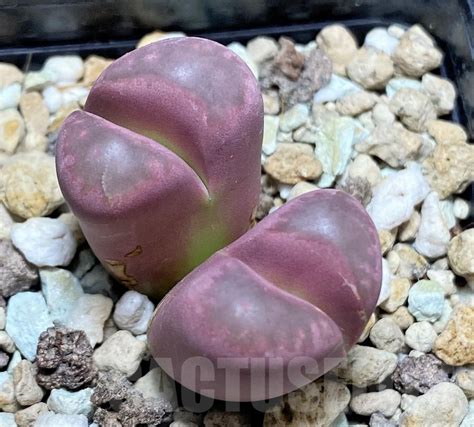 SHPR27636 Lithops optica Rubra Кактус онлайн