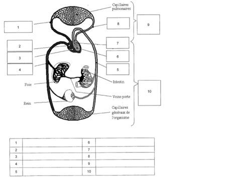 Diagramme De La Circulation Sanguine Quizlet